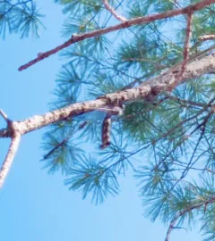 Four-spotted Owlfly thumbnail 2