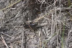 Ebony Grasshopper thumbnail 2