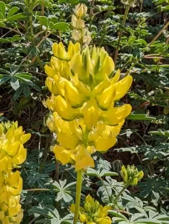 Butter Lupine thumbnail 4