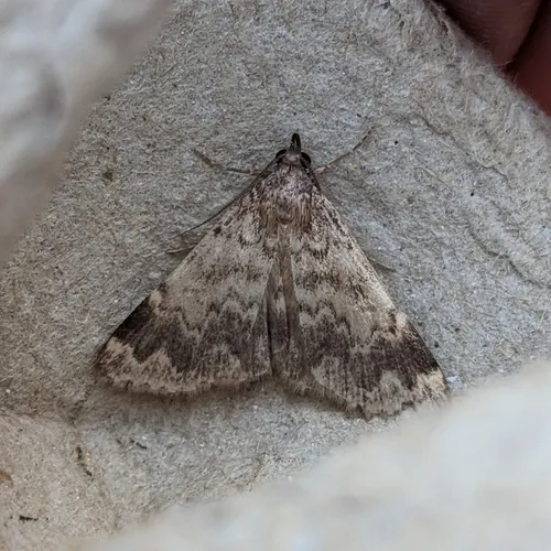 Idia occidentalis