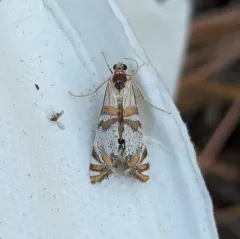 Kearfott's Petrophila thumbnail 1