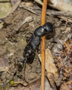 Tasgius melanarius thumbnail 3