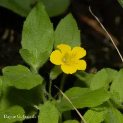 musk monkeyflower thumbnail 3