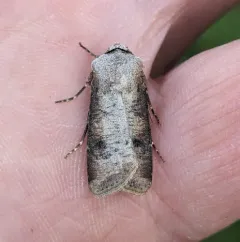 Euxoa bochus thumbnail 2