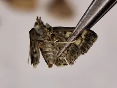Anania plectilis thumbnail 3