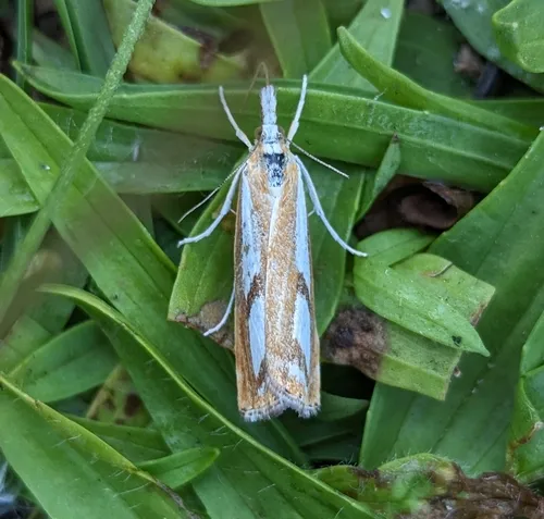 Two-banded Catoptria Moth