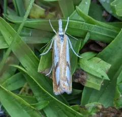 Two-banded Catoptria Moth thumbnail 1
