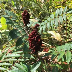 smooth sumac thumbnail 3