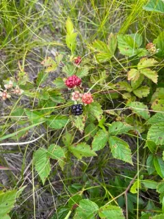 Ecotone Blackberry thumbnail 2