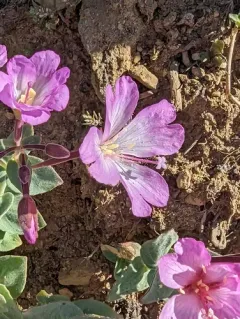 siskiyou fireweed thumbnail 3