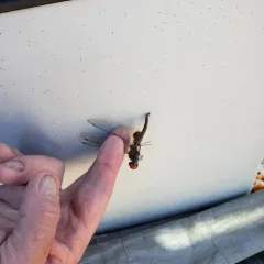Spot-winged Glider thumbnail 1