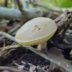 pallid bolete thumbnail 3
