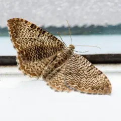 Cherry Scallop Shell Moth thumbnail 3