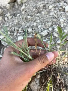 Knapweed Gall Fly thumbnail 2