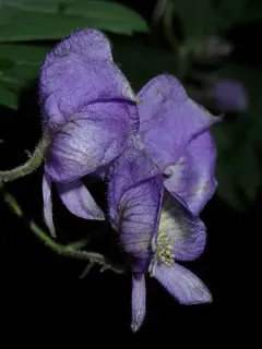 Northern Blue Monkshood thumbnail 2