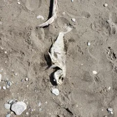 Freshwater Drum thumbnail 1