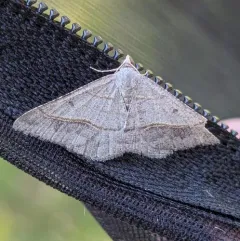 Dark-bordered Granite thumbnail 1