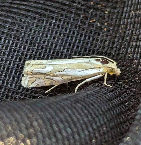 Snakeweed Borer Moth