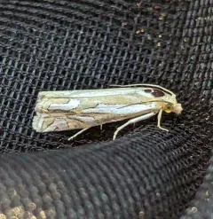Snakeweed Borer Moth thumbnail 1