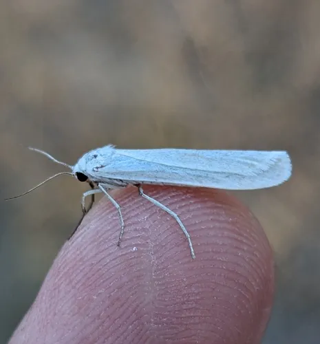 Pearly-winged Lichen Moth