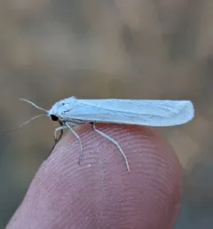 Pearly-winged Lichen Moth thumbnail 1