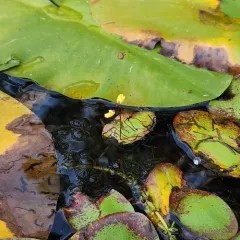 Lesser Bladderwort thumbnail 3