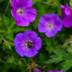 Purple-vein geranium thumbnail 4