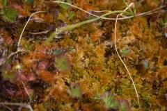 Baltic Sphagnum thumbnail 2