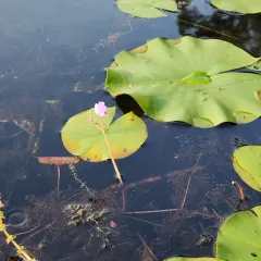 Purple Bladderwort thumbnail 3