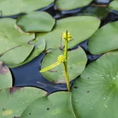 Small Bur-reed thumbnail 4