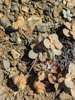 granite buckwheat thumbnail 2