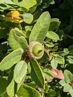 huckleberry oak thumbnail 3