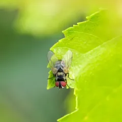 Strongygaster triangulifera thumbnail 3