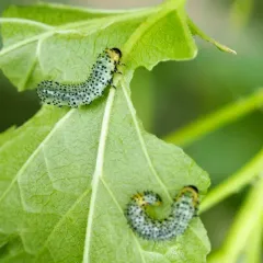 Imported Currantworm thumbnail 3