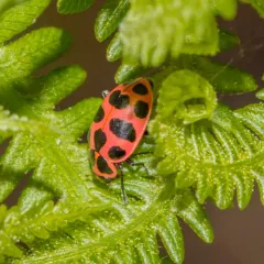 Spotted Pink Lady Beetle thumbnail 2