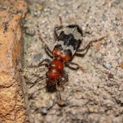 Wavering Checkered Beetle thumbnail 2