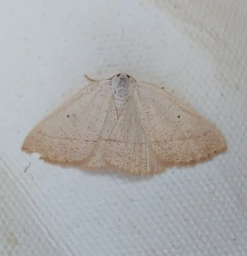 Eudrepanulatrix rectifascia