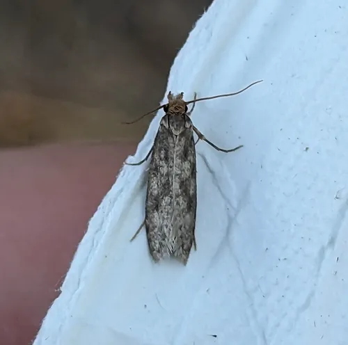 Case-bearing Clothes Moth