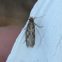 Case-bearing Clothes Moth thumbnail 1