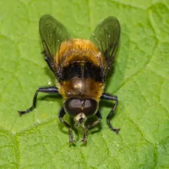 Narcissus Bulb Fly thumbnail 2