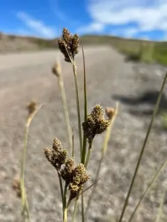 smooth-fruited sedge thumbnail 3