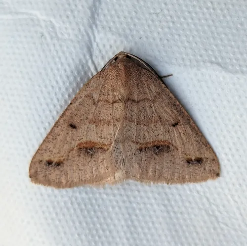 Spurred Wave Moth