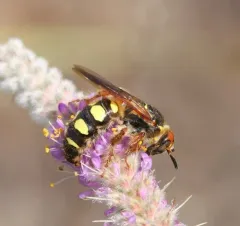 Eight-spotted Scoliid Wasp thumbnail 3