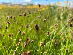 Jones' sedge thumbnail 2