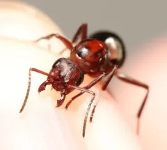 Formica aserva thumbnail 3
