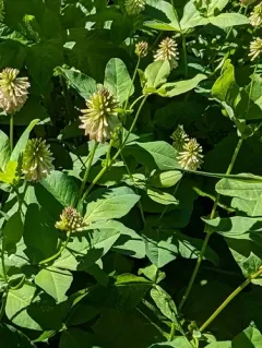 Howell's clover thumbnail 3