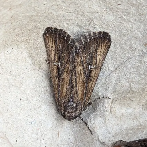 Condica discistriga