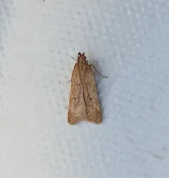 Helcystogramma badia thumbnail 1