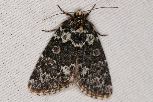 Cryphia olivacea