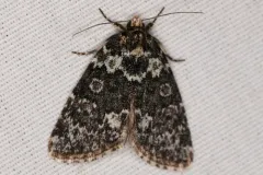 Cryphia olivacea thumbnail 1